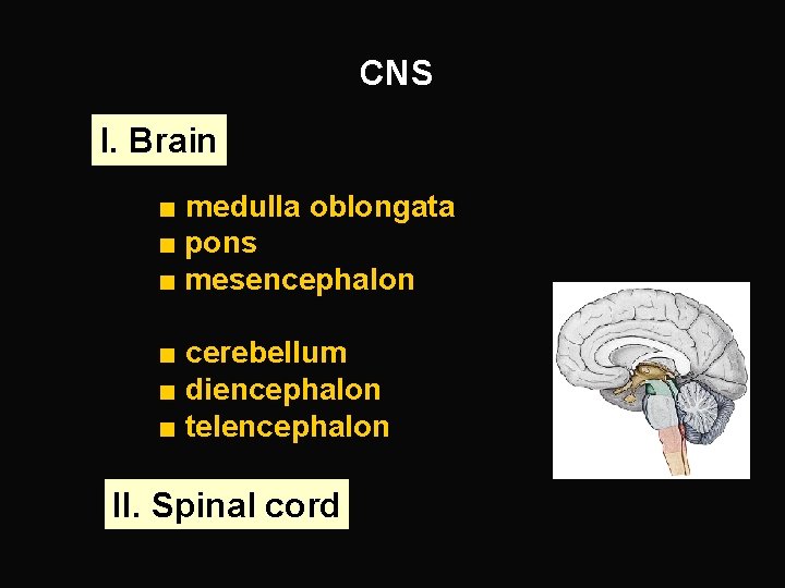 CNS I. Brain ■ medulla oblongata ■ pons ■ mesencephalon ■ cerebellum ■ diencephalon