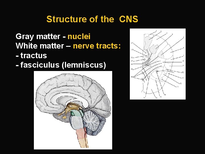 Structure of the CNS Gray matter - nuclei White matter – nerve tracts: -