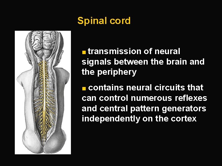 Spinal cord ■ transmission of neural signals between the brain and the periphery ■