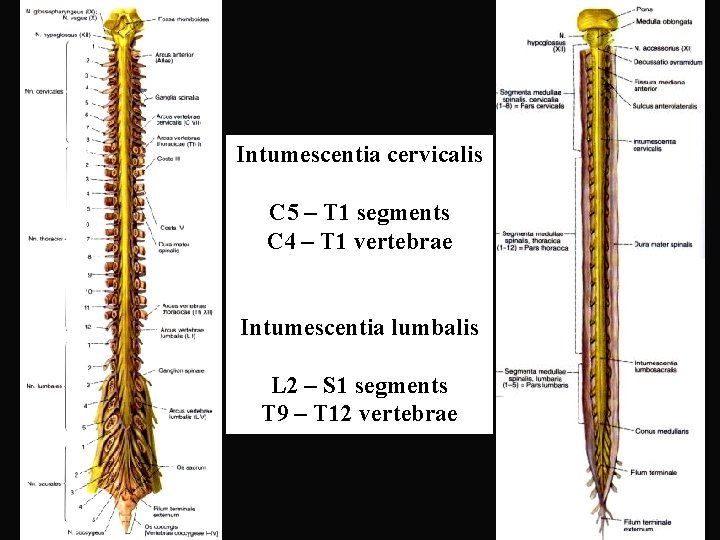 Intumescentia cervicalis C 5 – T 1 segments C 4 – T 1 vertebrae