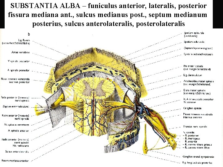 SUBSTANTIA ALBA – funiculus anterior, lateralis, posterior fissura mediana ant. , sulcus medianus post.