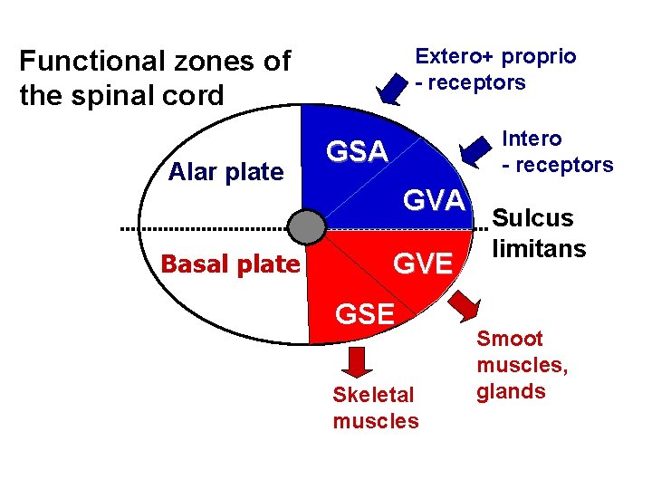 Extero+ proprio - receptors Functional zones of the spinal cord Alar plate Basal plate