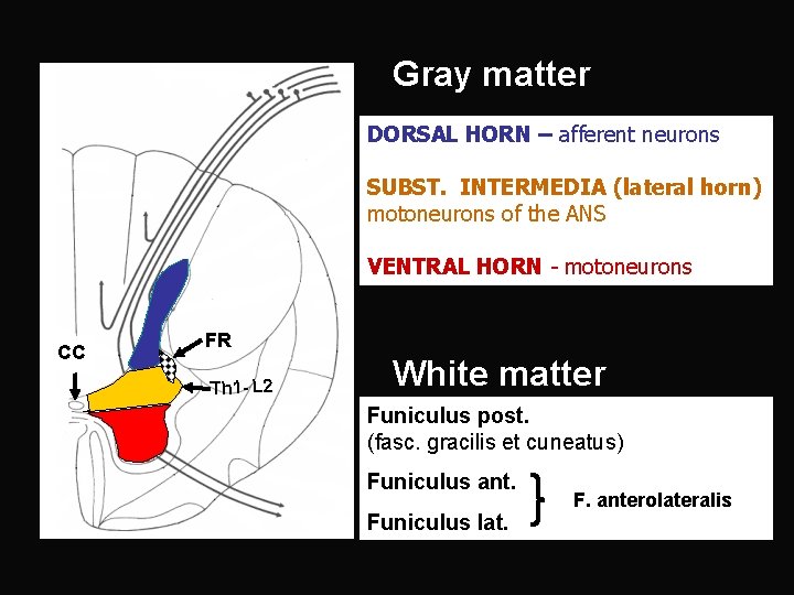 Gray matter DORSAL HORN – afferent neurons SUBST. INTERMEDIA (lateral horn) motoneurons of the