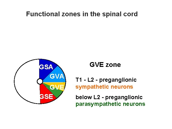 Functional zones in the spinal cord GSA GVE GSE GVE zone T 1 -