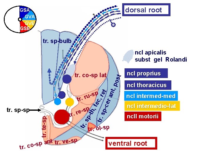 dorsal root GSA GVE GSE tr. sp-bulb ncl apicalis subst gel Rolandi tr. sp