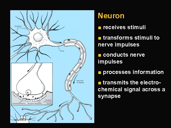 Neuron ■ receives stimuli ■ transforms stimuli to nerve impulses ■ conducts nerve impulses
