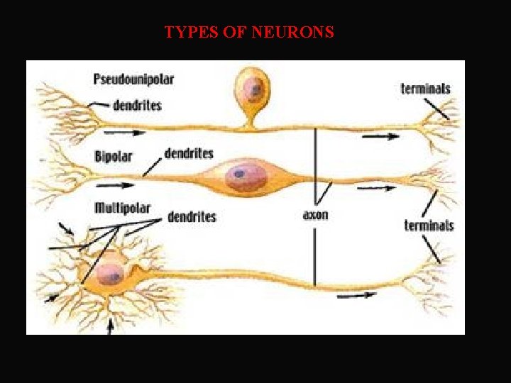 TYPES OF NEURONS 