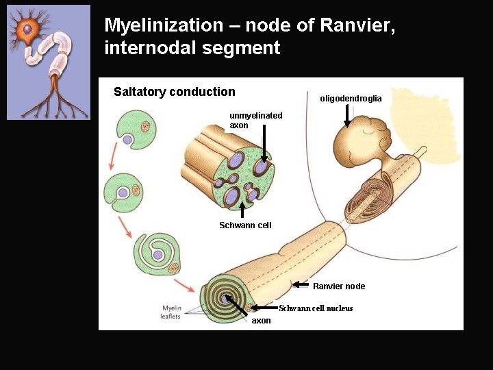 Myelinization – node of Ranvier, internodal segment Saltatory conduction oligodendroglia unmyelinated axon Schwann cell