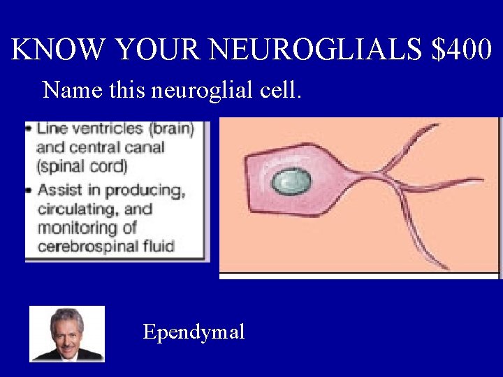 KNOW YOUR NEUROGLIALS $400 Name this neuroglial cell. Ependymal 