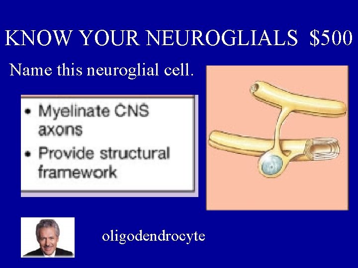 KNOW YOUR NEUROGLIALS $500 Name this neuroglial cell. oligodendrocyte 