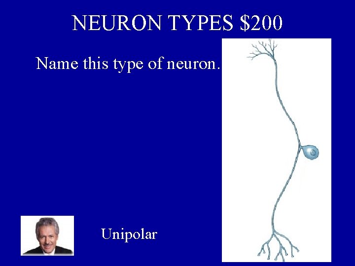 NEURON TYPES $200 Name this type of neuron. Unipolar 