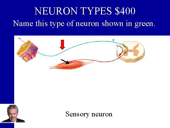 NEURON TYPES $400 Name this type of neuron shown in green. Sensory neuron 