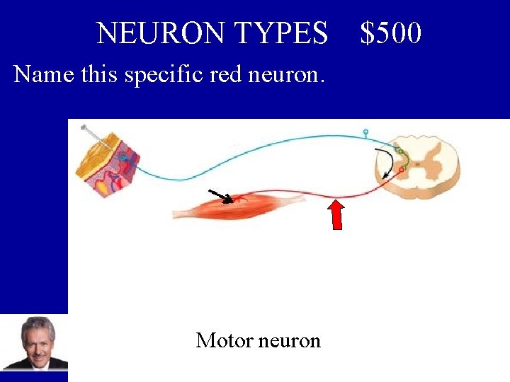 NEURON TYPES Name this specific red neuron. microtubules Motor neuron $500 
