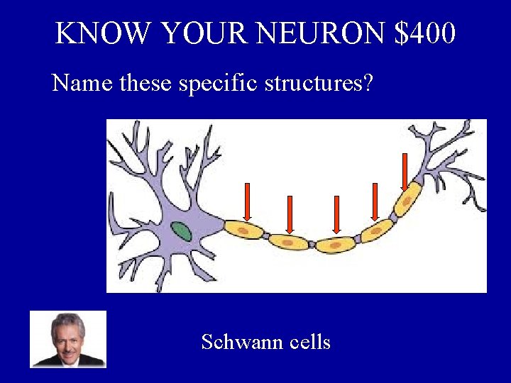 KNOW YOUR NEURON $400 Name these specific structures? Schwann cells 