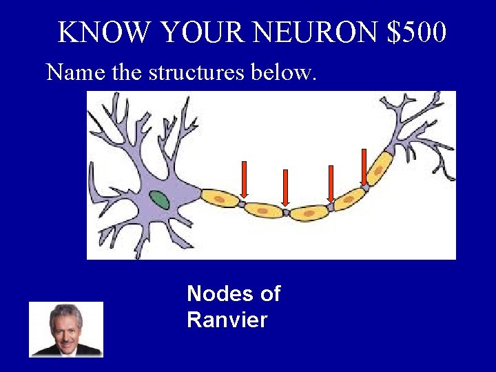 KNOW YOUR NEURON $500 Name the structures below. Nodes of Ranvier 