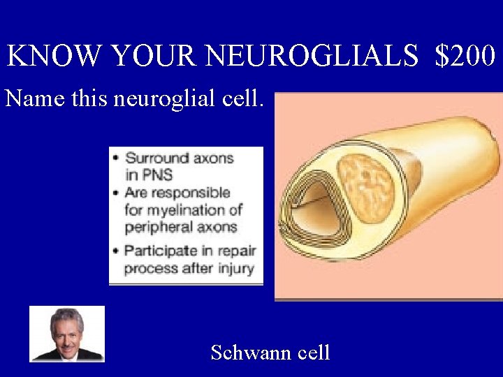 KNOW YOUR NEUROGLIALS $200 Name this neuroglial cell. Schwann cell 