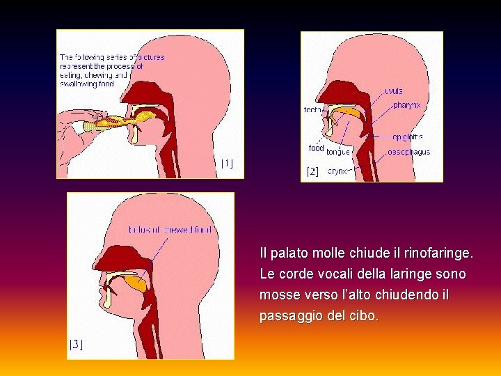 Il palato molle chiude il rinofaringe. Le corde vocali della laringe sono mosse verso