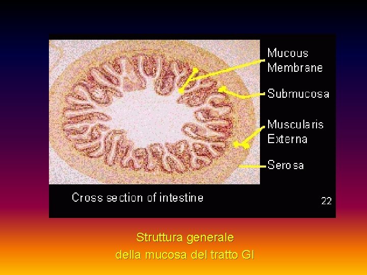 Struttura generale della mucosa del tratto GI 