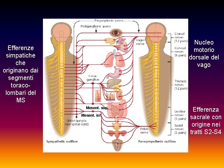 Nucleo motorio dorsale del vago Efferenze simpatiche originano dai segmenti toracolombari del MS Mesent.