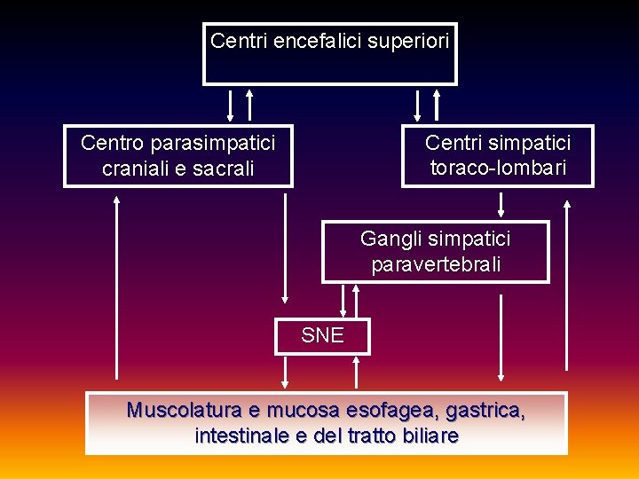 Centri encefalici superiori Centri simpatici toraco-lombari Centro parasimpatici craniali e sacrali Gangli simpatici paravertebrali