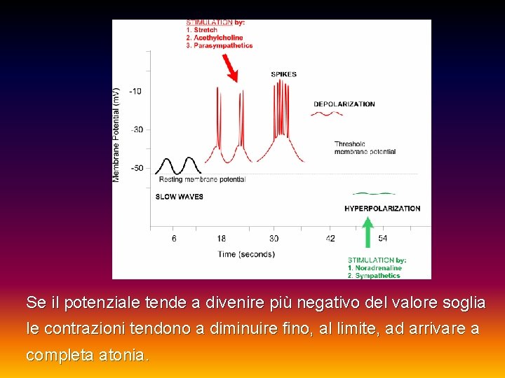 Se il potenziale tende a divenire più negativo del valore soglia le contrazioni tendono