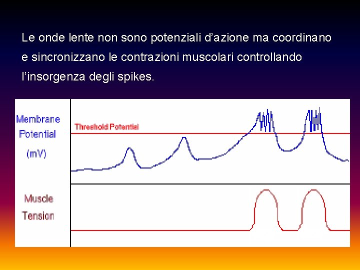 Le onde lente non sono potenziali d’azione ma coordinano e sincronizzano le contrazioni muscolari