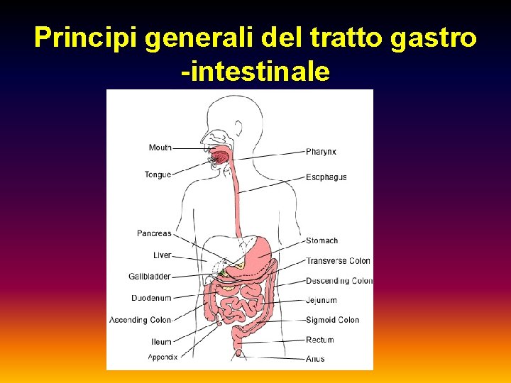 Principi generali del tratto gastro -intestinale 