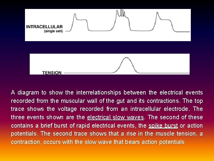 A diagram to show the interrelationships between the electrical events recorded from the muscular