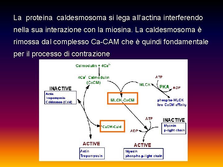 La proteina caldesmosoma si lega all’actina interferendo nella sua interazione con la miosina. La