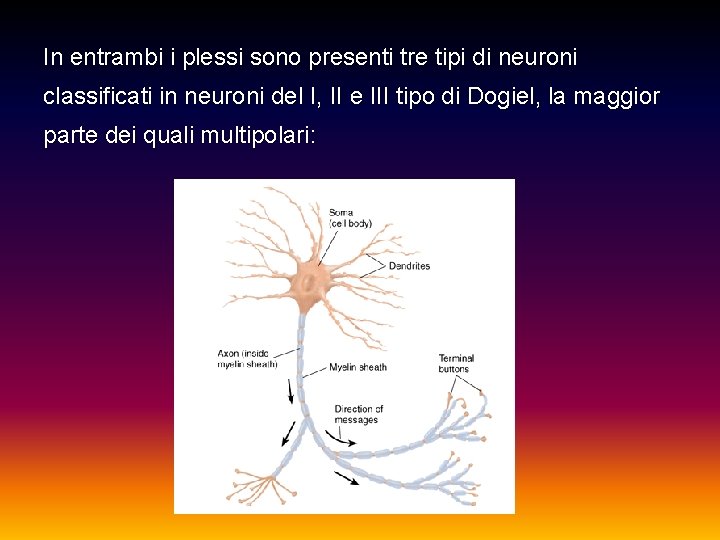 In entrambi i plessi sono presenti tre tipi di neuroni classificati in neuroni del