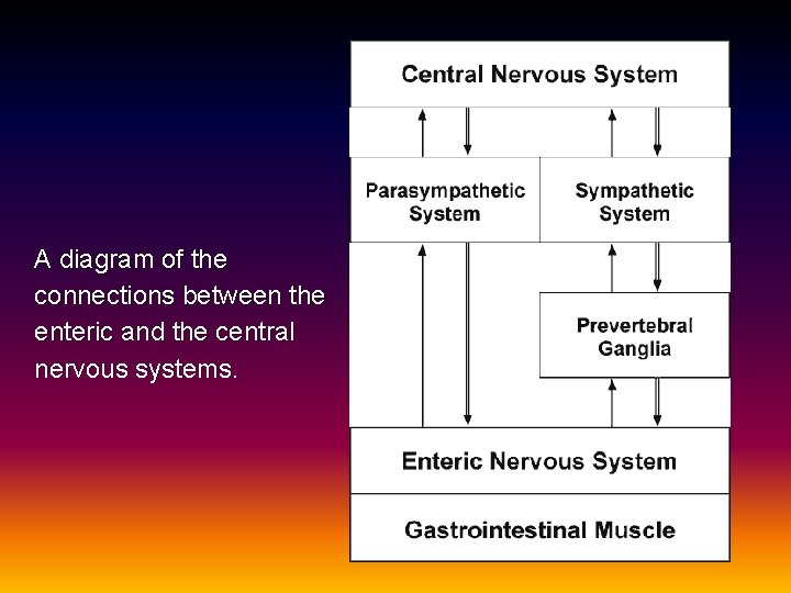 A diagram of the connections between the enteric and the central nervous systems. 