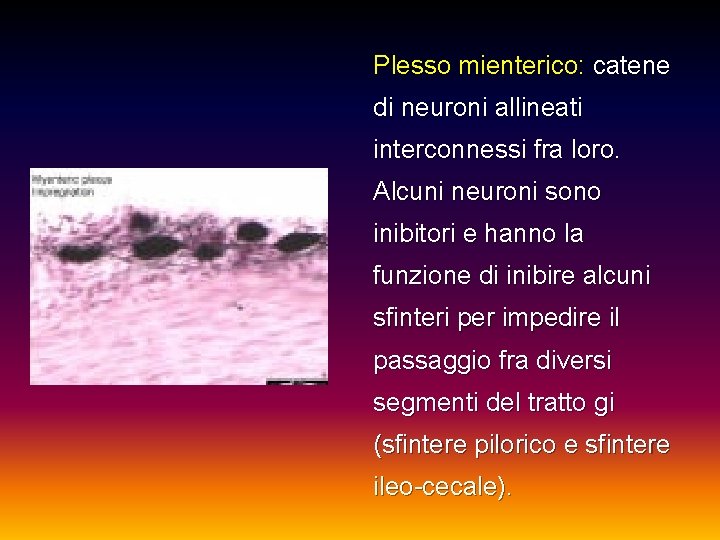 Plesso mienterico: catene di neuroni allineati interconnessi fra loro. Alcuni neuroni sono inibitori e
