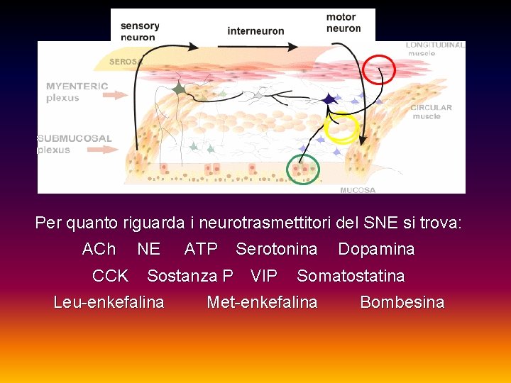 Per quanto riguarda i neurotrasmettitori del SNE si trova: ACh CCK NE ATP Serotonina