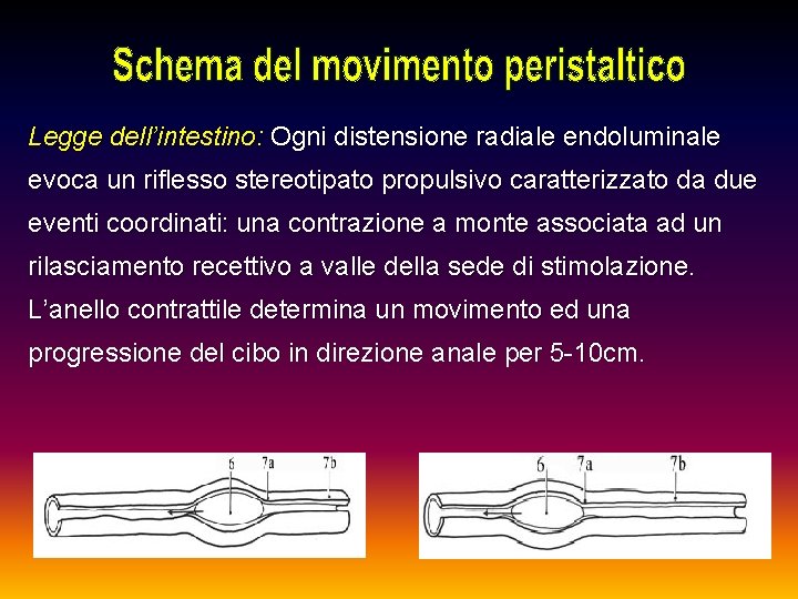 Legge dell’intestino: Ogni distensione radiale endoluminale evoca un riflesso stereotipato propulsivo caratterizzato da due