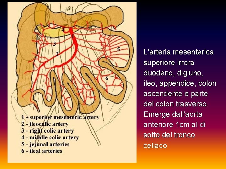 L’arteria mesenterica superiore irrora duodeno, digiuno, ileo, appendice, colon ascendente e parte del colon