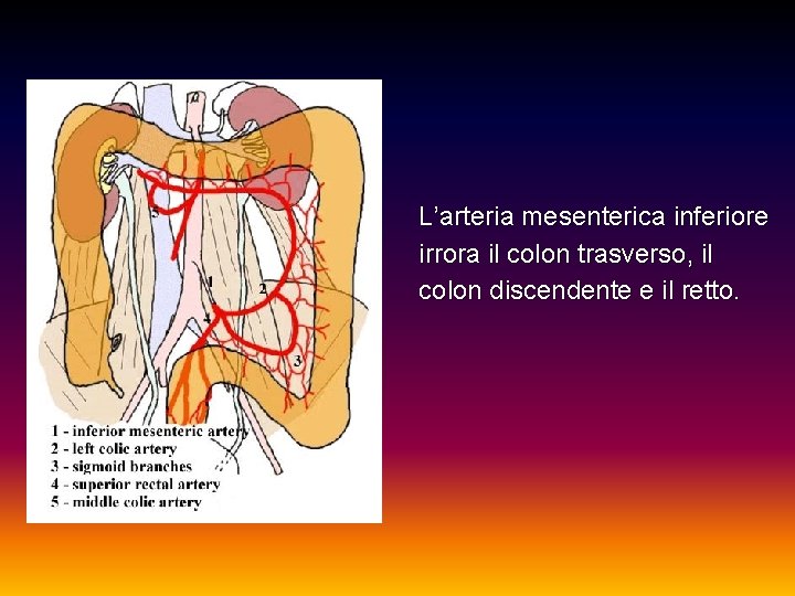 L’arteria mesenterica inferiore irrora il colon trasverso, il colon discendente e il retto. 