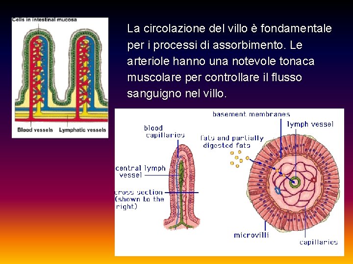 La circolazione del villo è fondamentale per i processi di assorbimento. Le arteriole hanno