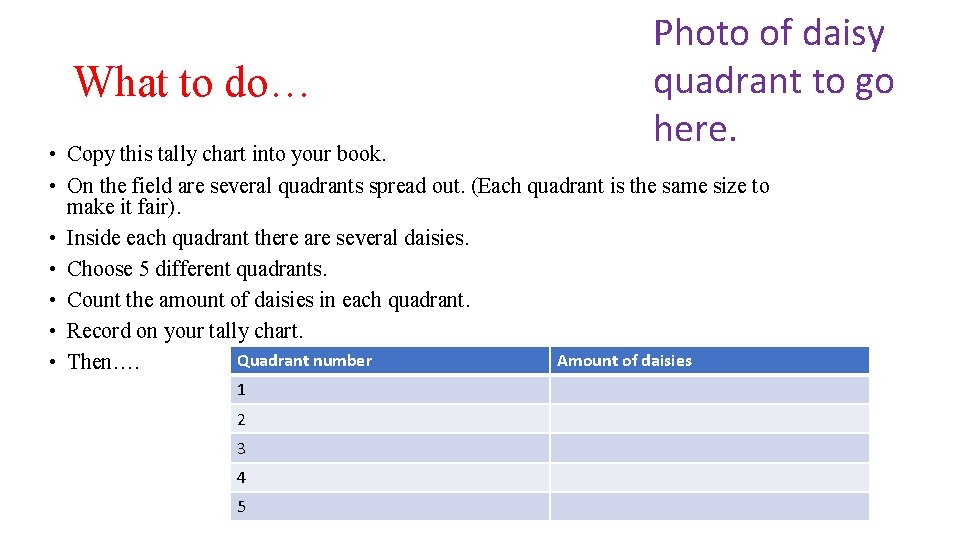 What to do… Photo of daisy quadrant to go here. • Copy this tally