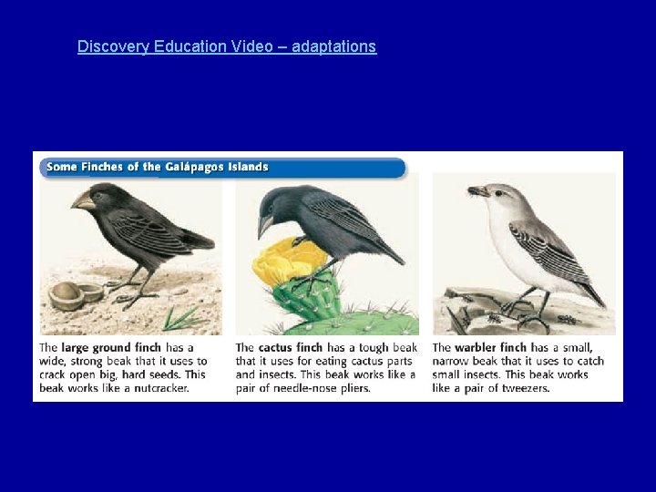 Discovery Education Video – adaptations 