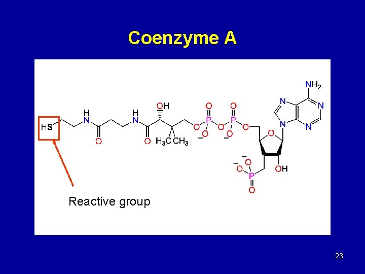 Coenzyme A Reactive group 23 