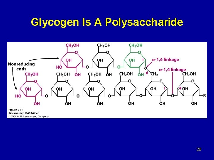 Glycogen Is A Polysaccharide 28 