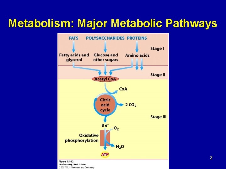 Metabolism: Major Metabolic Pathways 3 