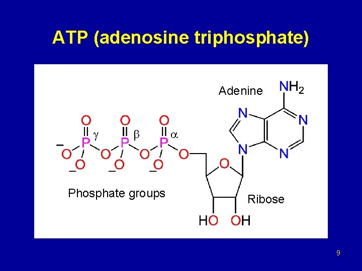 ATP (adenosine triphosphate) Adenine Phosphate groups Ribose 9 