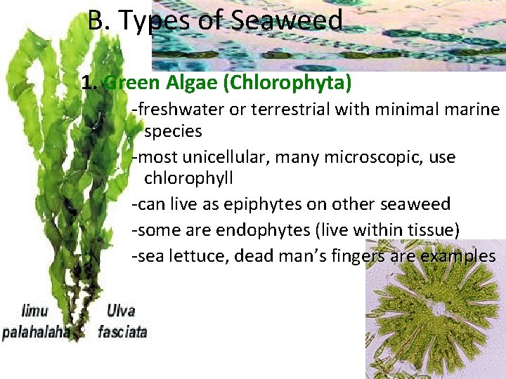 B. Types of Seaweed 1. Green Algae (Chlorophyta) -freshwater or terrestrial with minimal marine