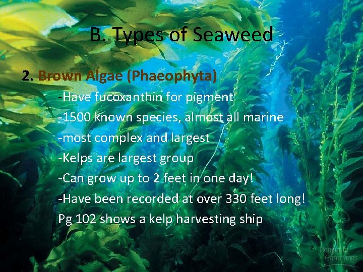 B. Types of Seaweed 2. Brown Algae (Phaeophyta) -Have fucoxanthin for pigment -1500 known