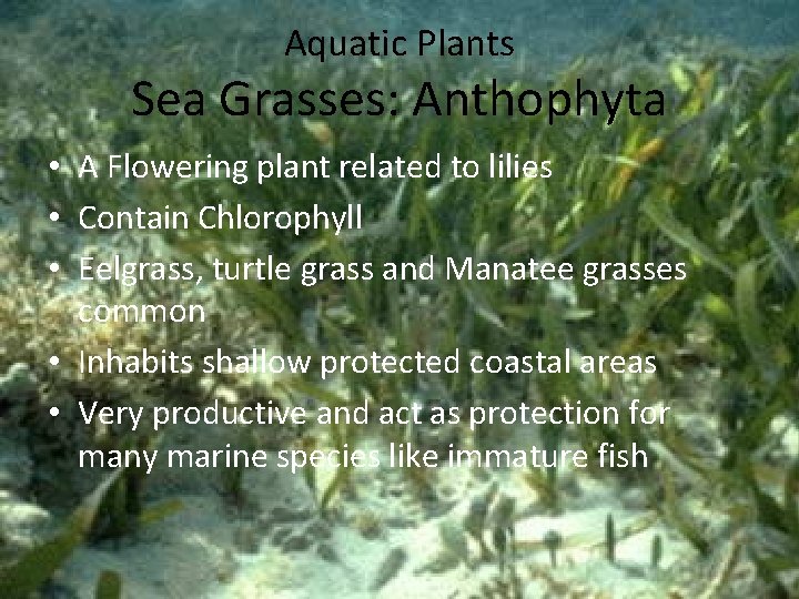 Aquatic Plants Sea Grasses: Anthophyta • A Flowering plant related to lilies • Contain