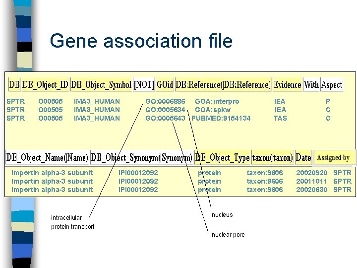 Gene association file SPTR O 00505 IMA 3_HUMAN Importin alpha-3 subunit intracellular protein transport