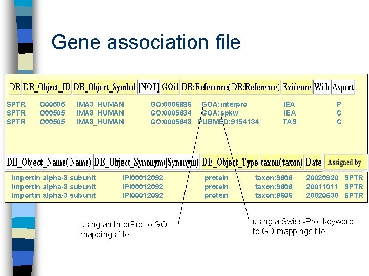 Gene association file SPTR O 00505 IMA 3_HUMAN Importin alpha-3 subunit GO: 0006886 GOA: