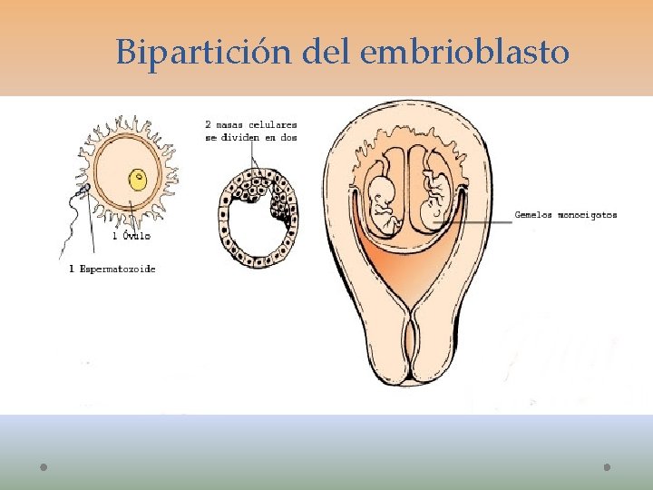 Bipartición del embrioblasto 