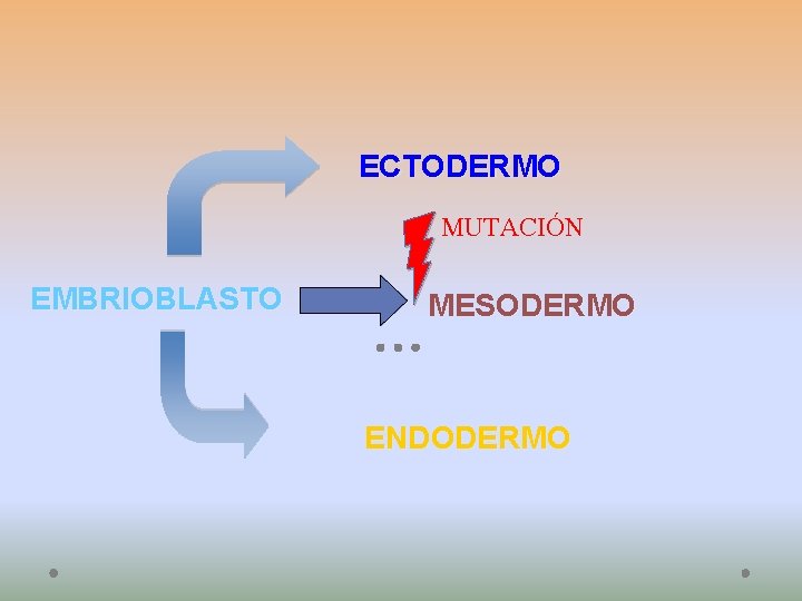 ECTODERMO MUTACIÓN EMBRIOBLASTO MESODERMO ENDODERMO 